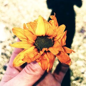 Meet your Posher, Molly